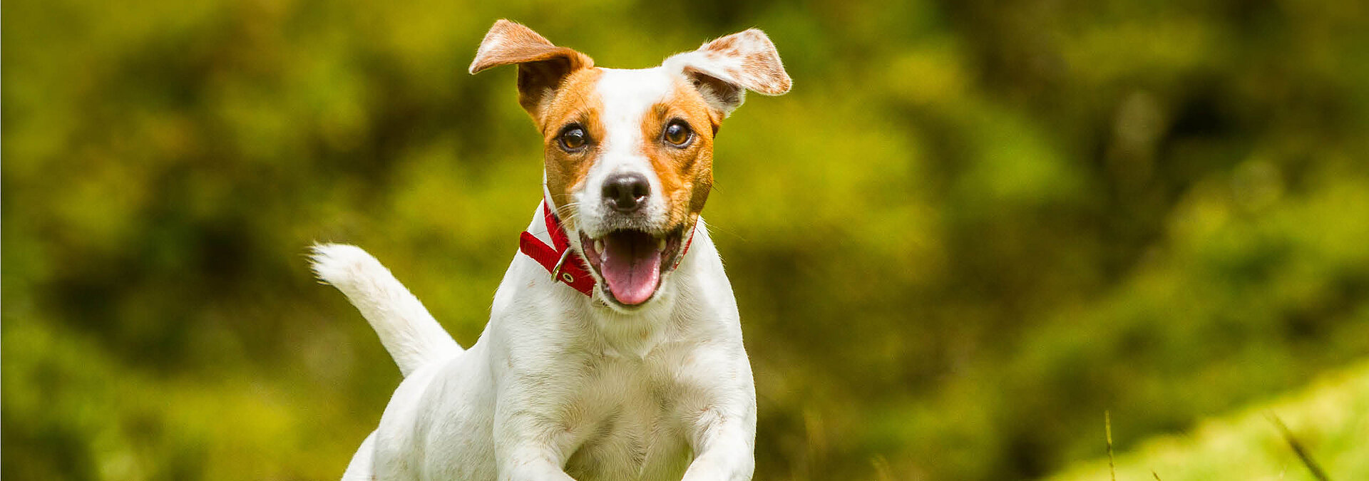 Ein kleiner Hund tobt über den Hundespielplatz von FORT FUN.