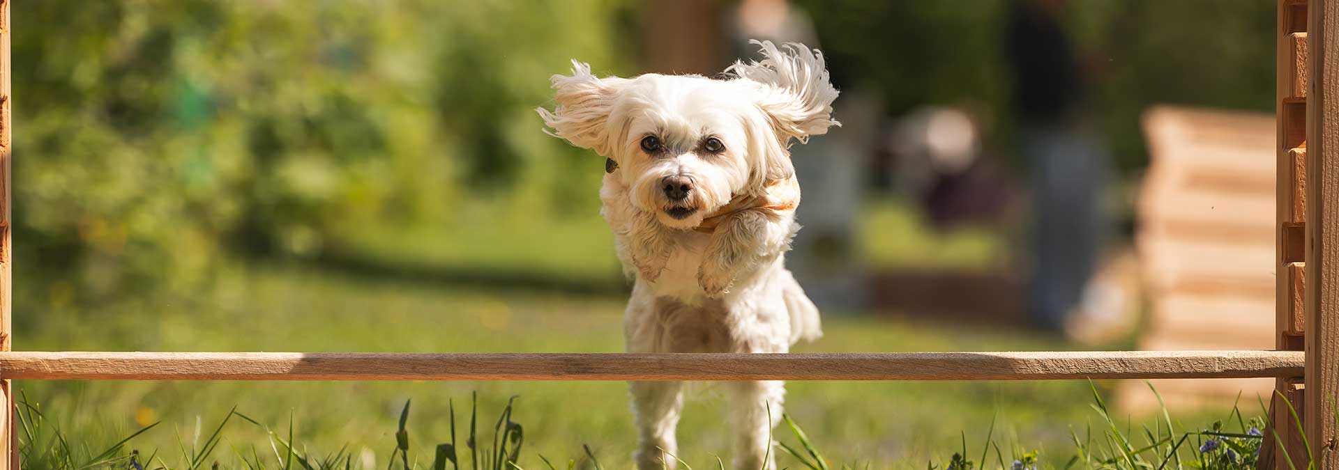 Der kleine Hund tobt über den Hundespielplatz von FORT FUN.