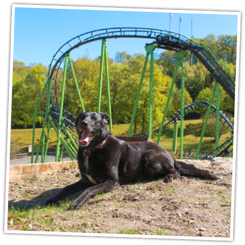Der neue Hundespielplatz ist rundum eingezäunt und liegt direkt an der SpeedSnake.